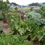 84772: Native Plants in Hawaiʻi’s School Gardens