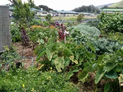 84772: Native Plants in Hawaiʻi’s School Gardens
